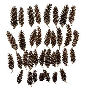 35 Lot of Natural Loblolly Pinecones 5-7 inches from Long Island Pine Barrens